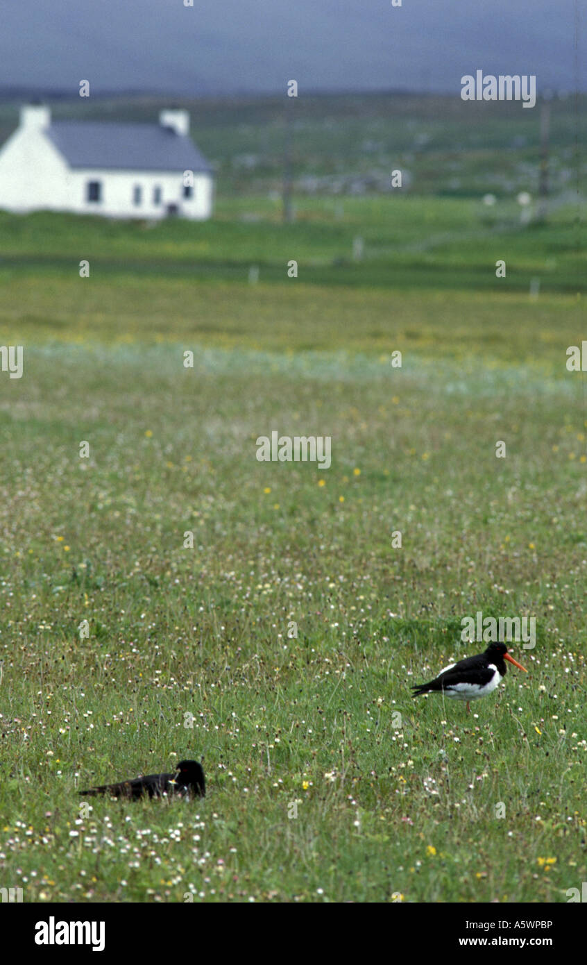 Oystercatchers in a machair field on north uist island in the outer hebridies scotland Stock Photo