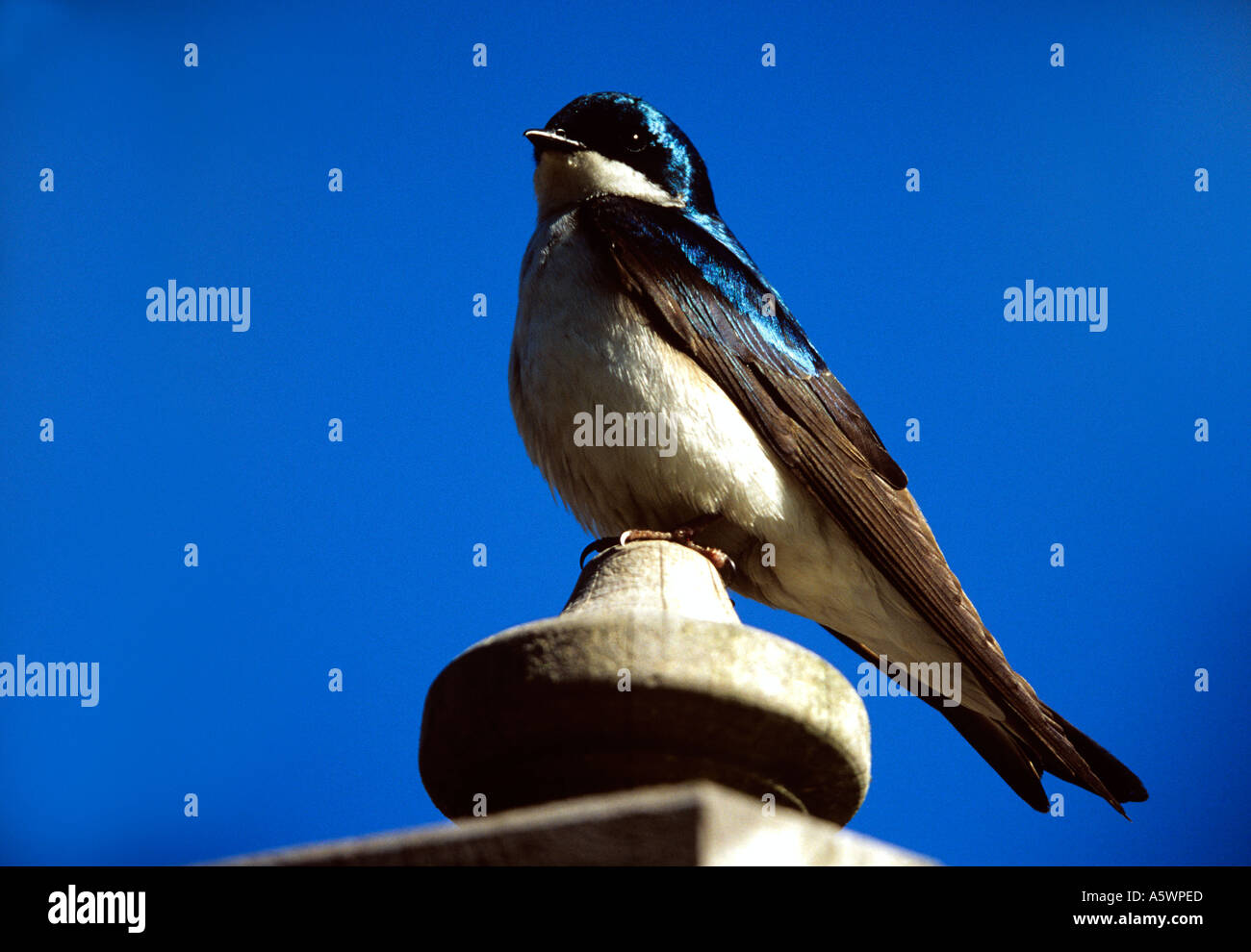Tree Swallow Tachycineta bicolor Stock Photo