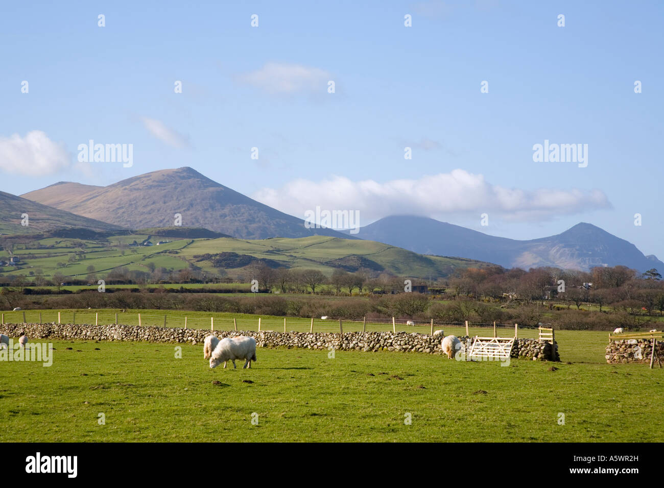 Sheep field farm farming agriculture country rural wales hi-res stock ...