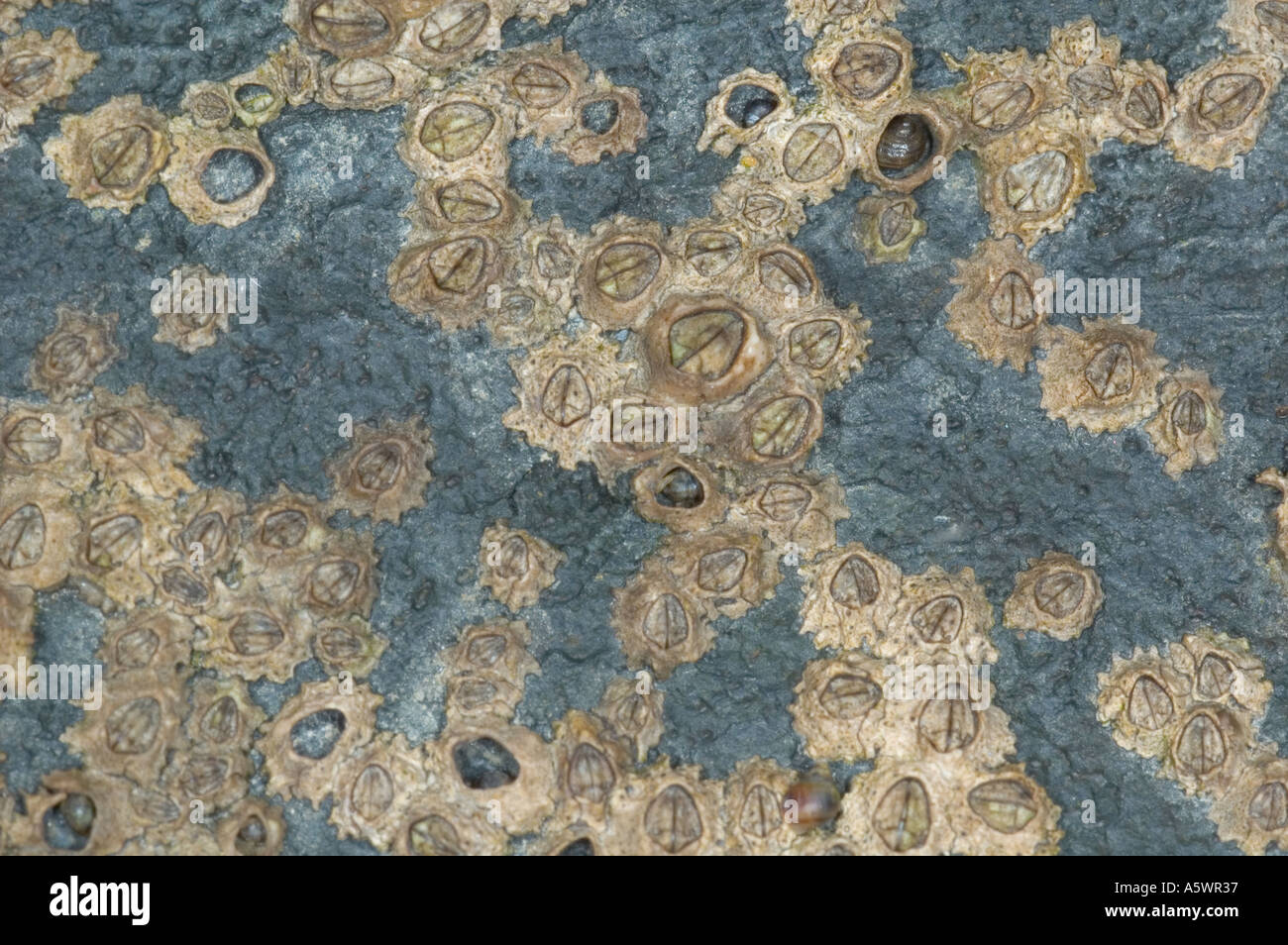 Barancles hi-res stock photography and images - Alamy
