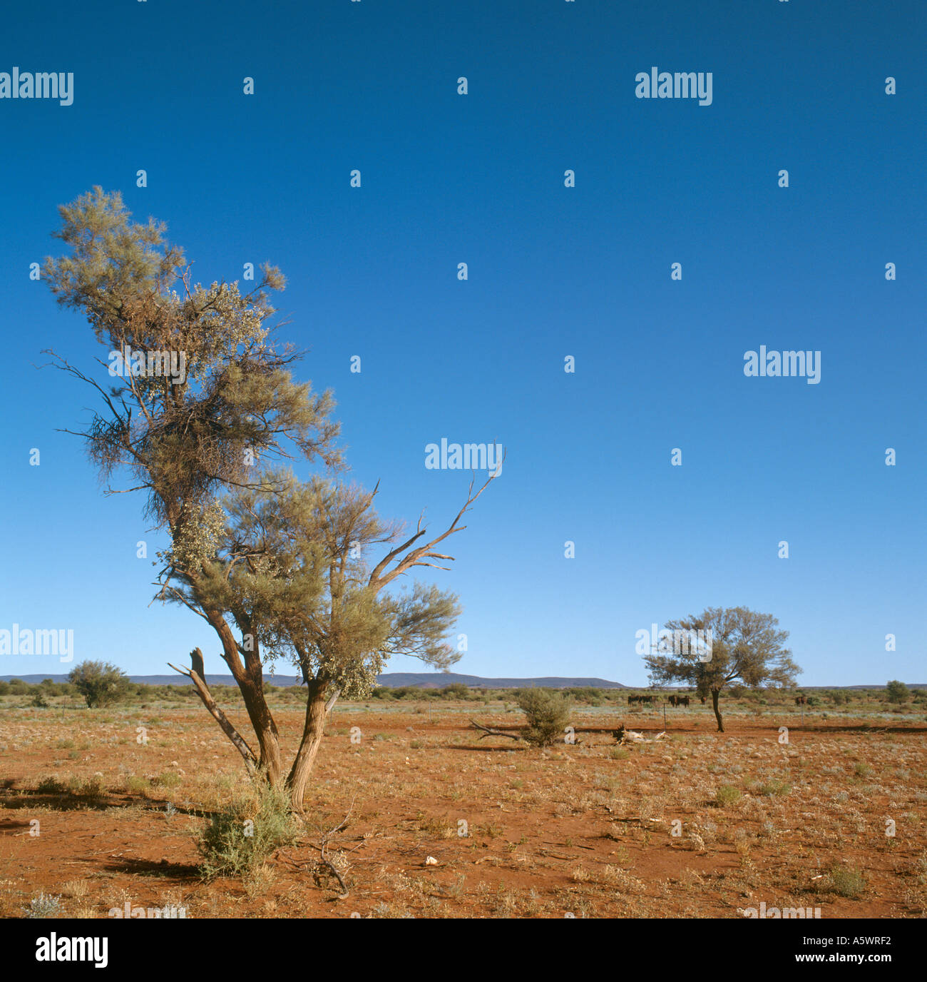 Outback between Alice Springs and Uluru, Northern Territory, Australia Stock Photo