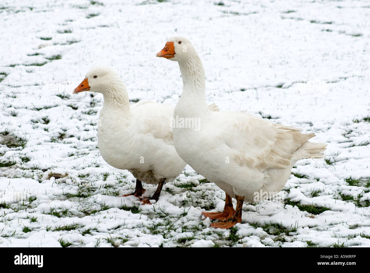 Geese Goose white in the snow Stock Photo