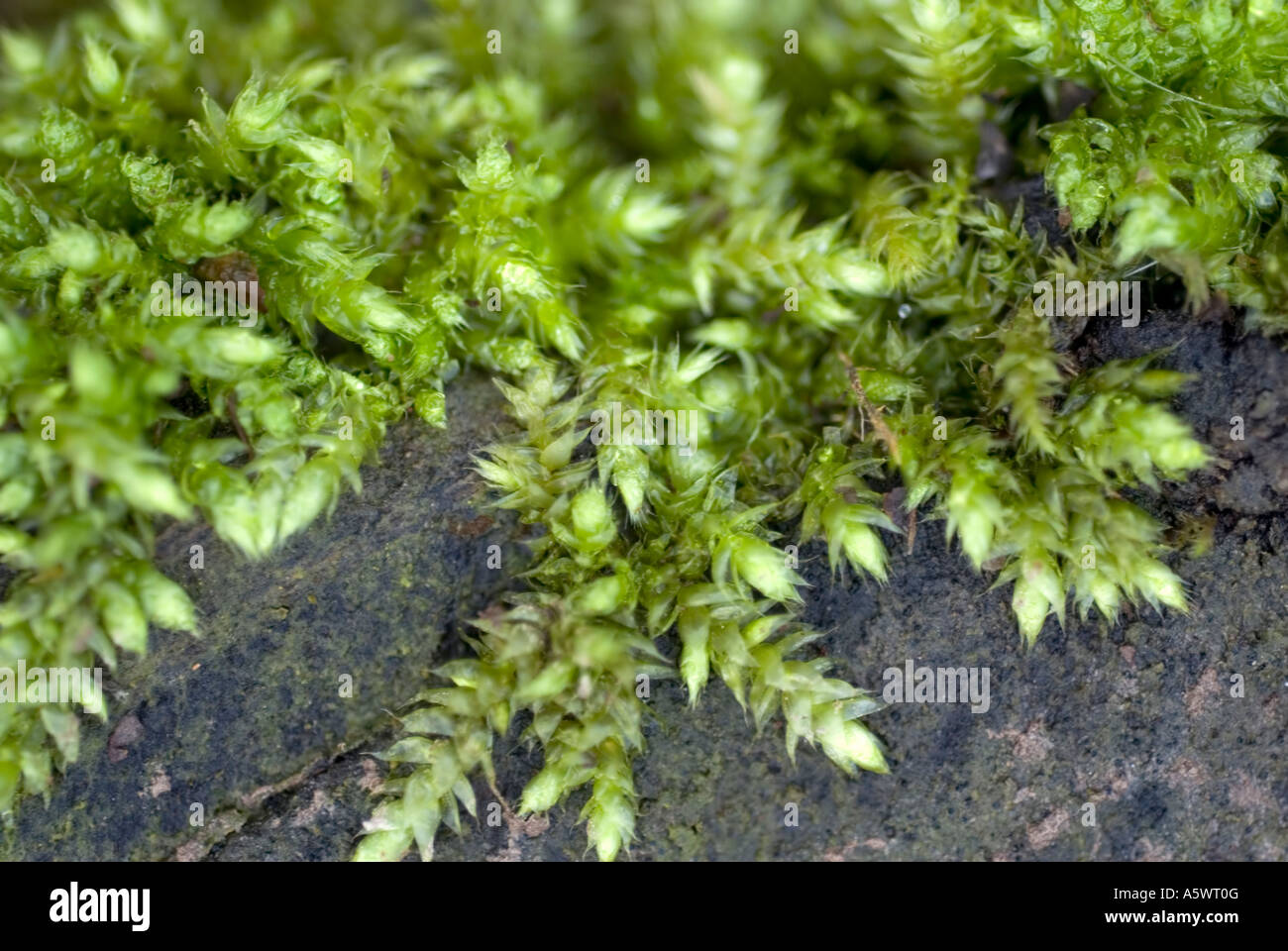 Selaginella club moss hires stock photography and images Alamy