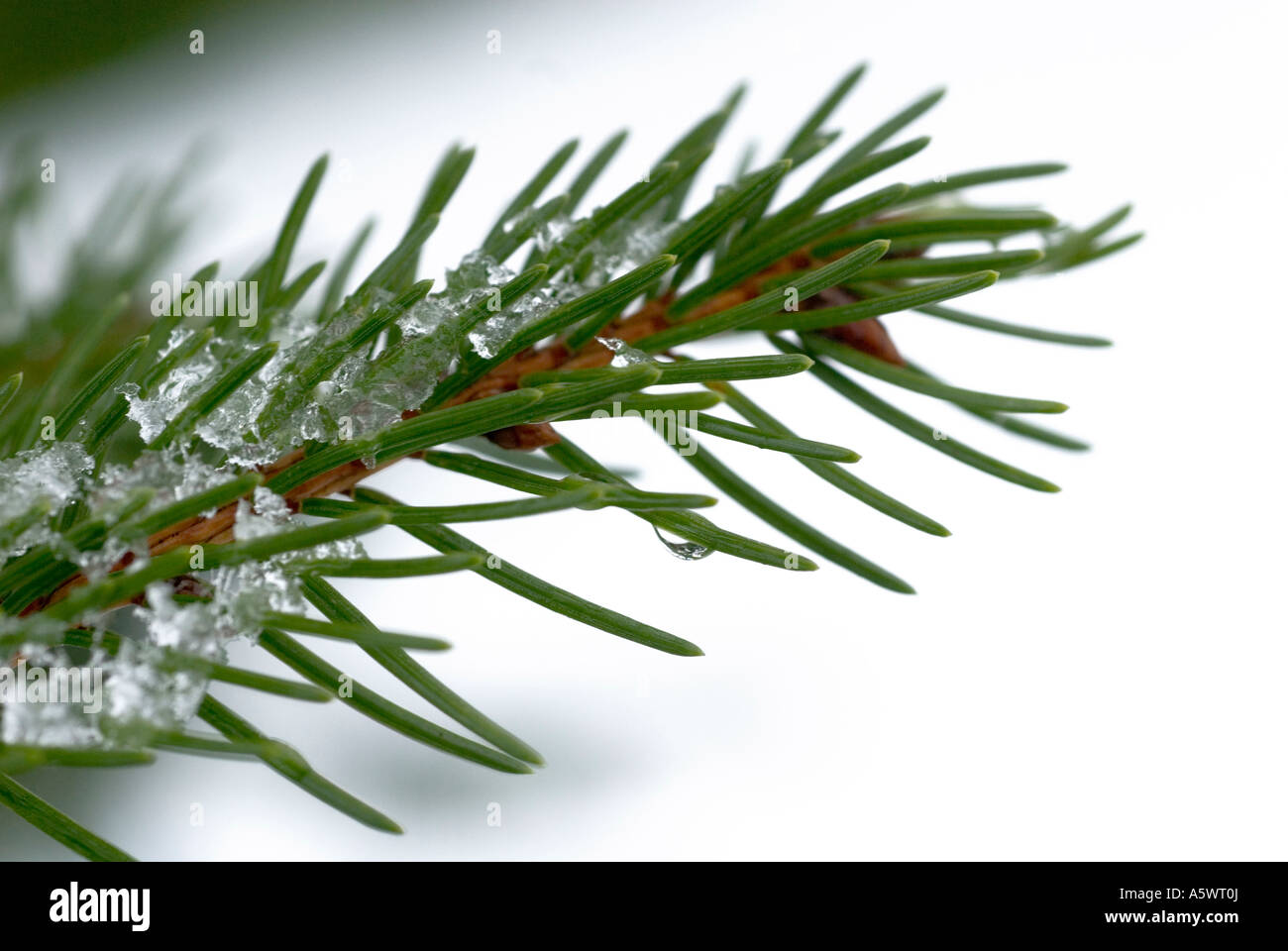 fir tree branch covered in snow Stock Photo