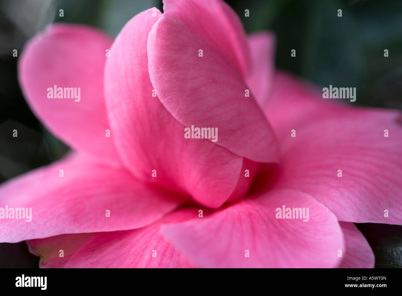 Camelia Camellia flower pink Stock Photo