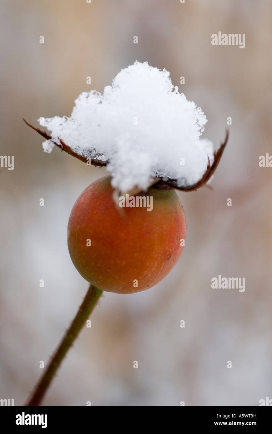 Rose hip outdoors hi-res stock photography and images - Alamy