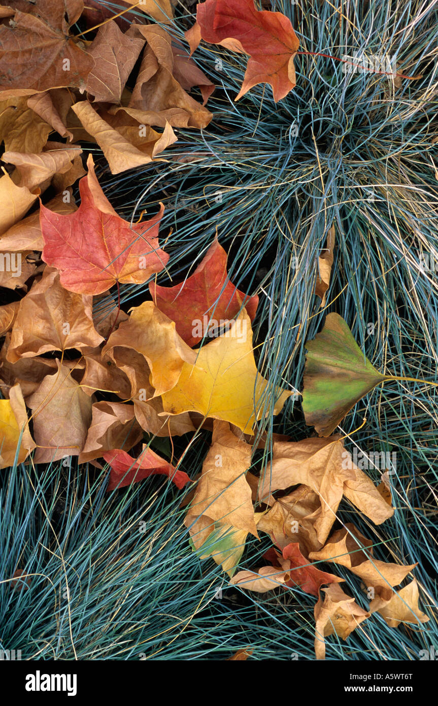 DETAIL OF BLUE FESCUE (PESTUCA OVINA) AND FALL LEAVES IN MINNESOTA GARDEN. FALL. OCTOBER. Stock Photo