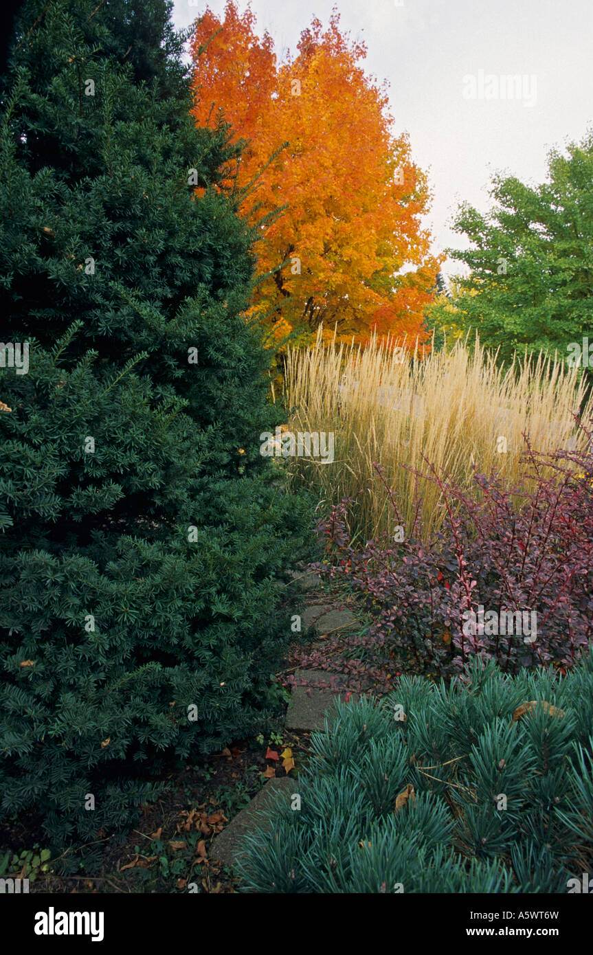 FRONT YARD GARDEN OF UPRIGHT YEW, FEATHER REED GRASS, 'ROSE GLOW' BARBERY AND PINUS SYLVESTRIS. FALL. Stock Photo