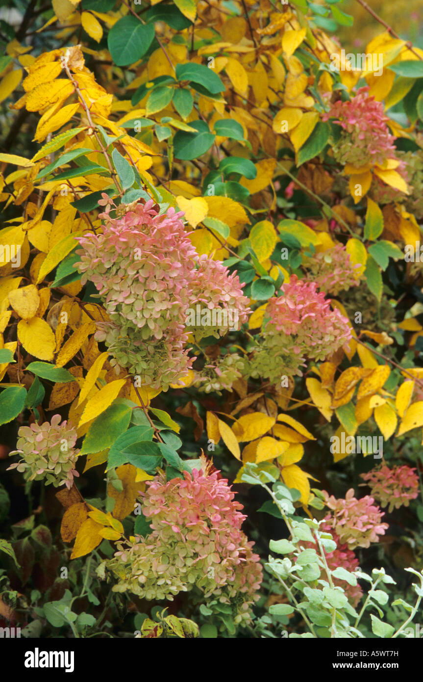 Hydrangeas Minnesota FALL GARDEN WITH HYDRANGEA PANICULATA