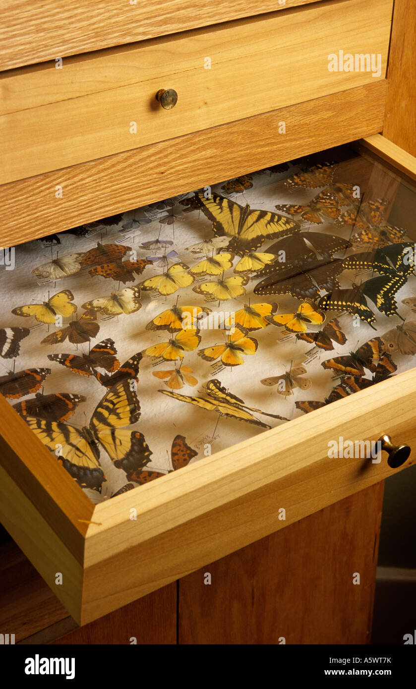 BUTTERFLY COLLECTION IN CABINET DRAWER. MINNESOTA, USA. Stock Photo