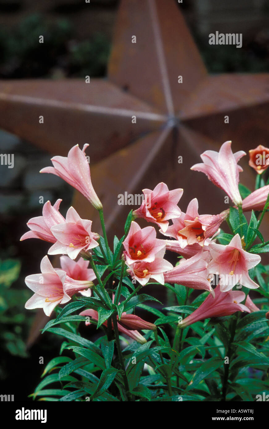 LILIES AND LARGE METAL GARDEN STAR IN MINNESOTA HOME GARDEN. JULY. Stock Photo