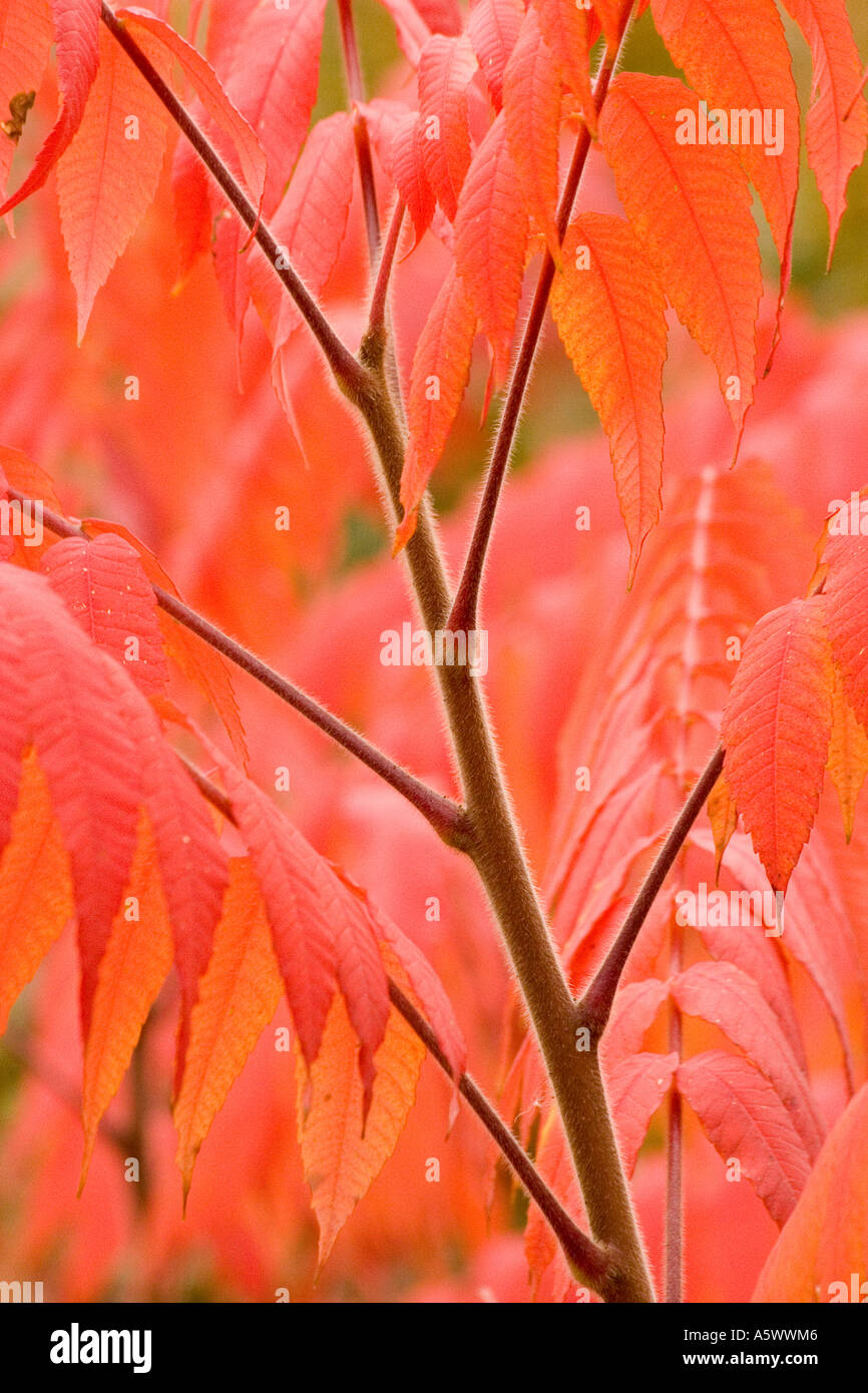 Staghorn sumac in autumn Chicago Illinois USA Stock Photo Alamy