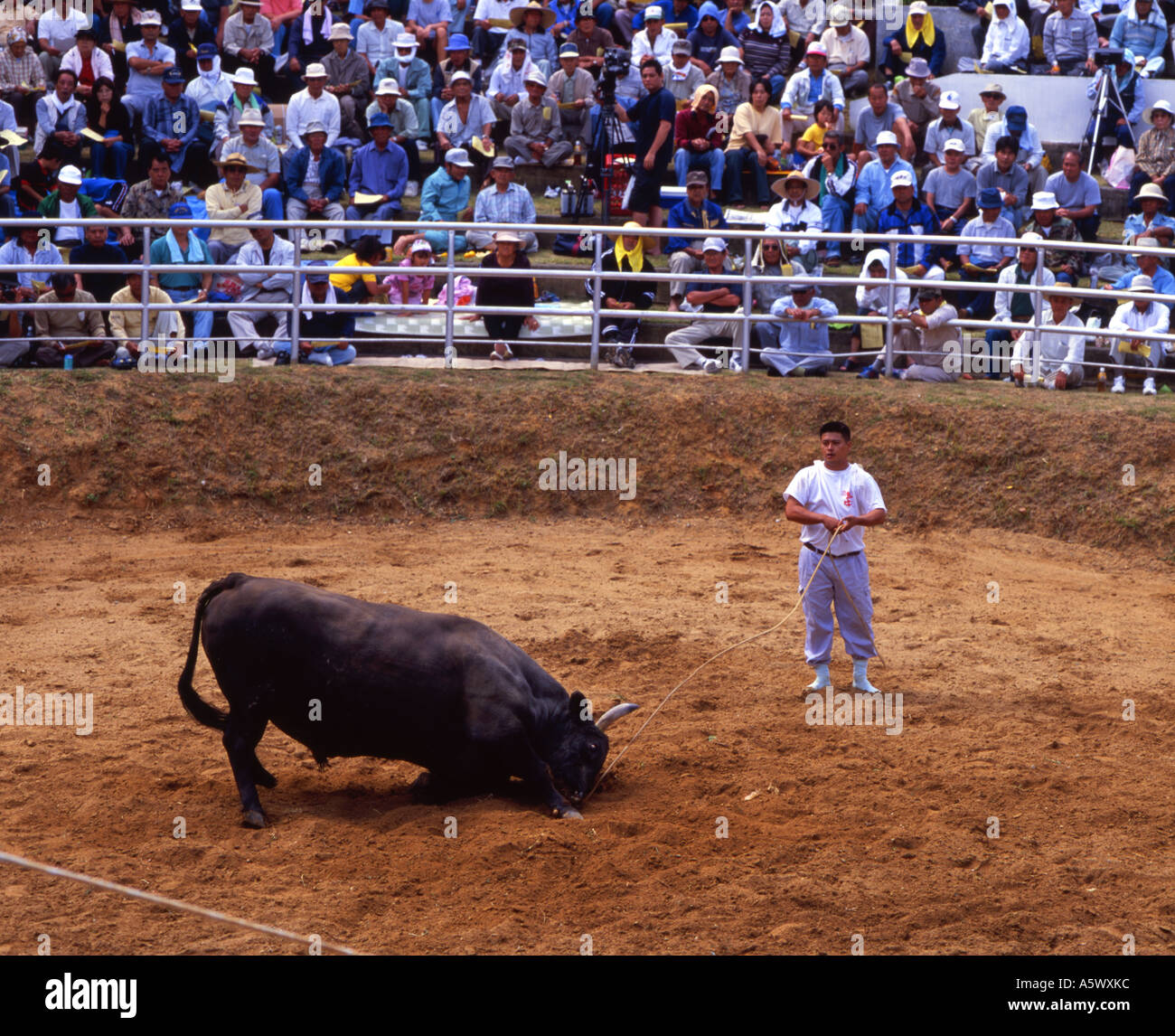 Okinawa Bull Riding Okinawan Bullfighting - Closer to Sumo than Spanish bullfighting the ...