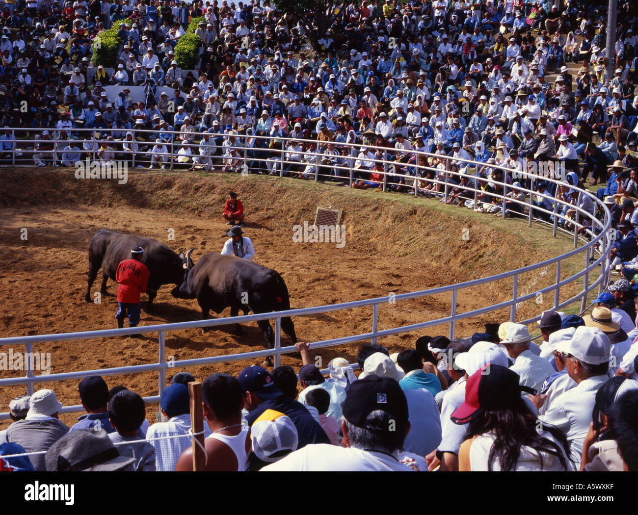 Okinawa Bull Riding Okinawan Bullfighting - Closer to Sumo than Spanish bullfighting the ...