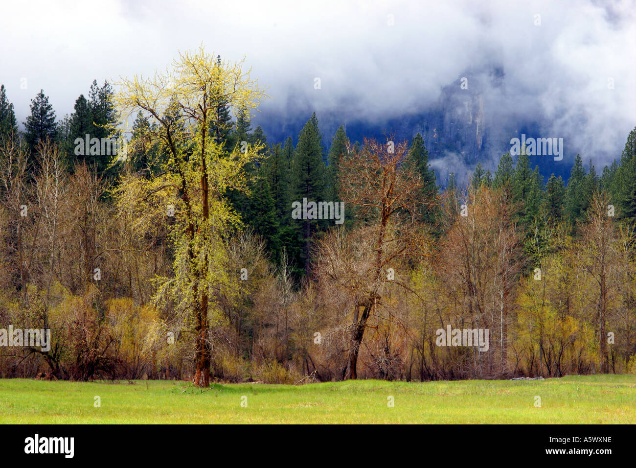 spring shower, yosemite national park Stock Photo