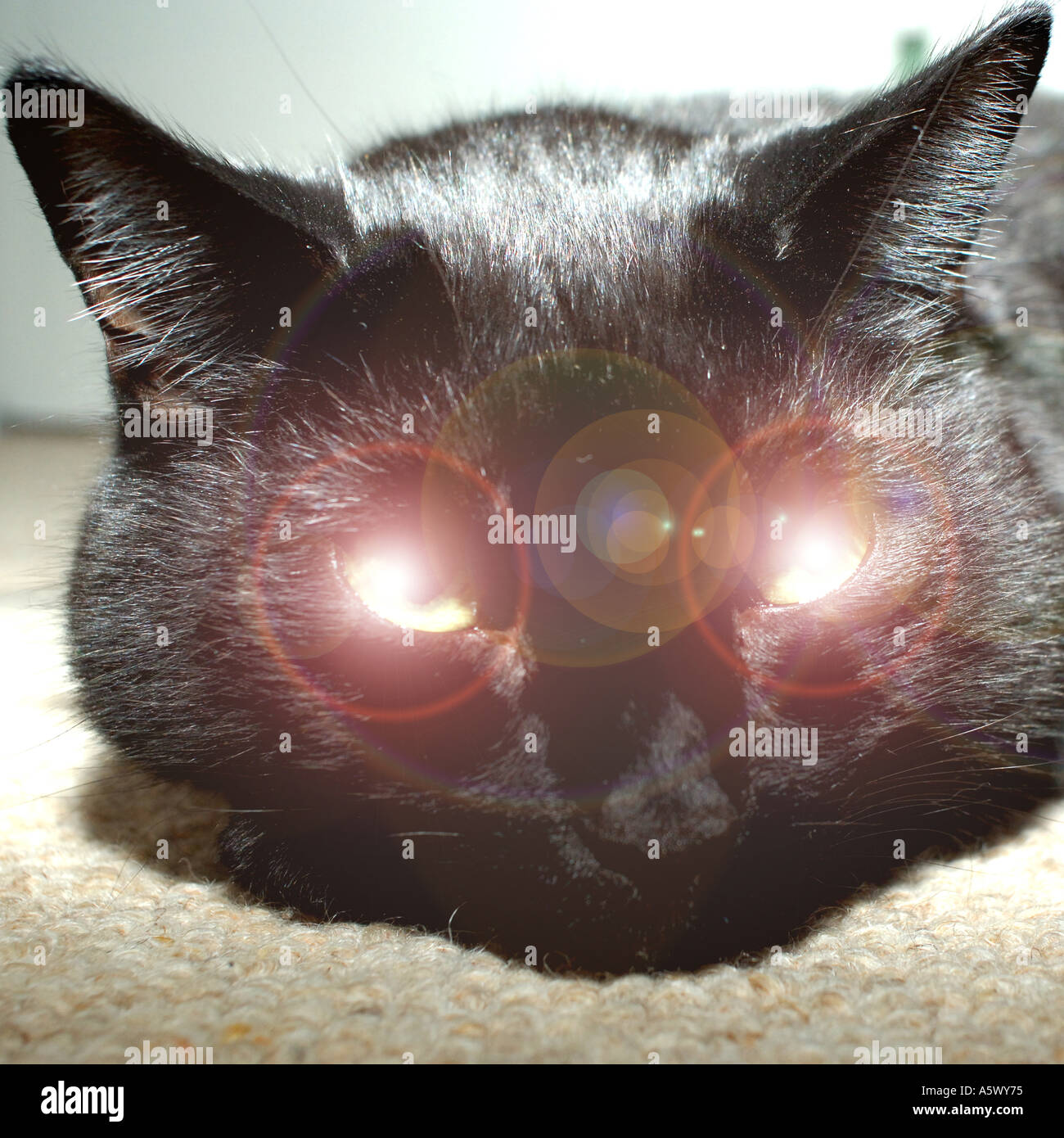 Why Do Cats Eyes Get Big At Night at Charles Pinkney blog