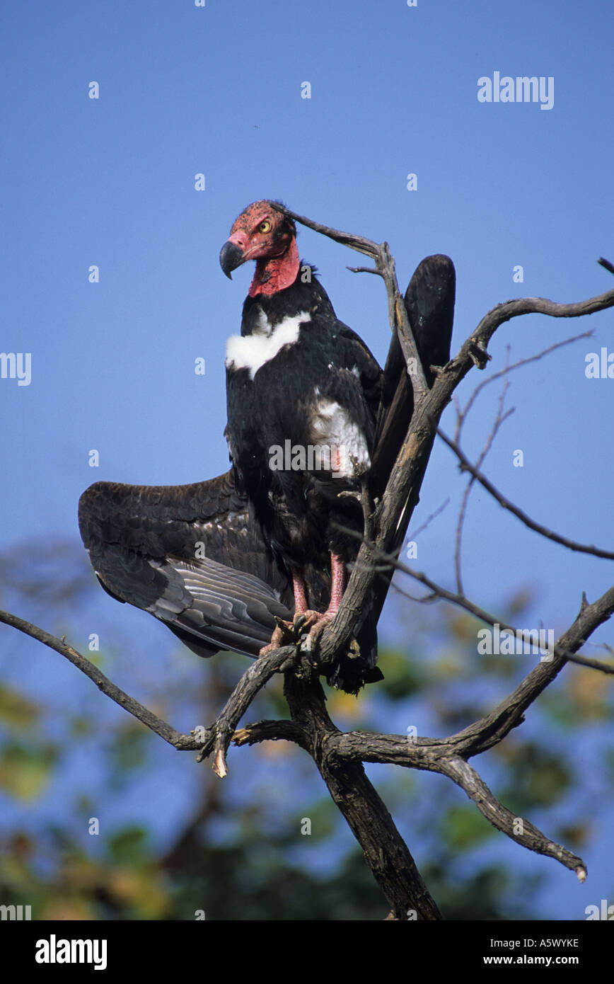 red headed vulture aegypius calvus india sometimes know as king or black vulture Stock Photo