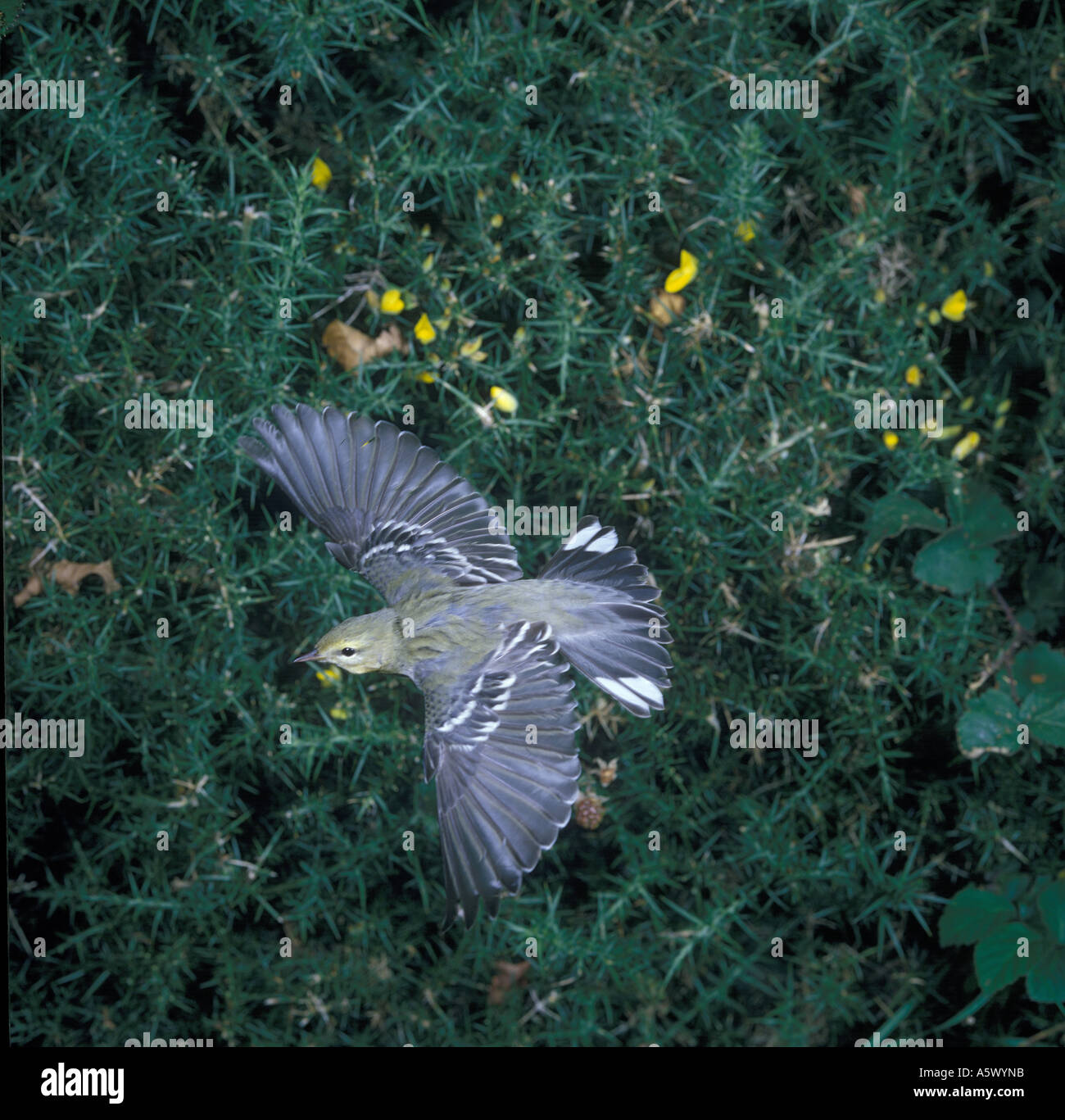 Blackpoll warbler flight hi-res stock photography and images - Alamy