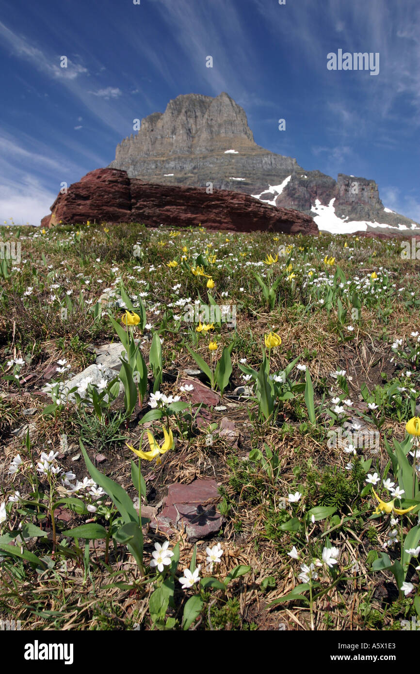 Glacier Lilies and White Globeflowers cover Logan Pass looking up to Clements Mountain in Glacier National Park Montana  Stock Photo