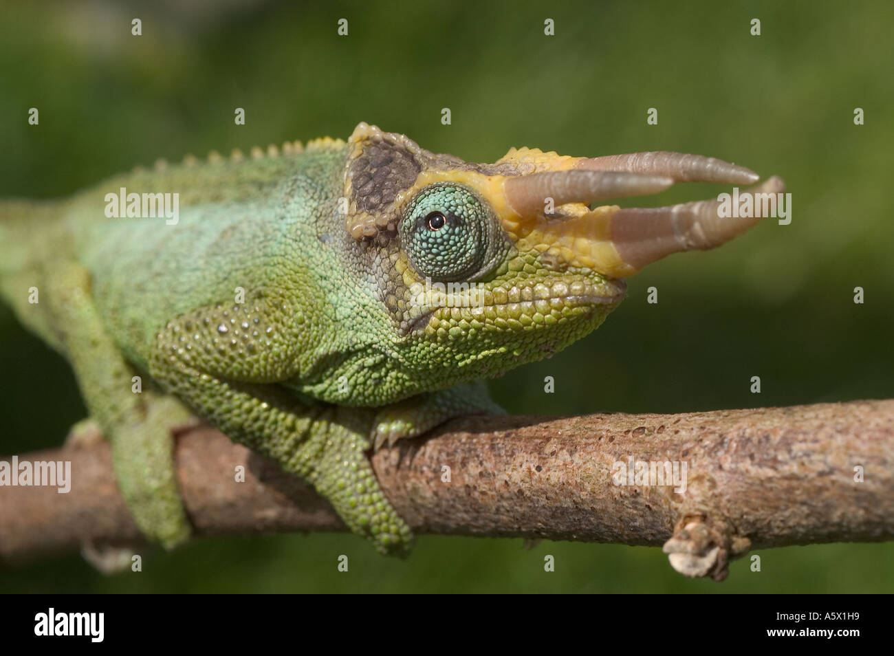 Jackson's Chameleon (Chamaeloeo jacksonii) Male Stock Photo