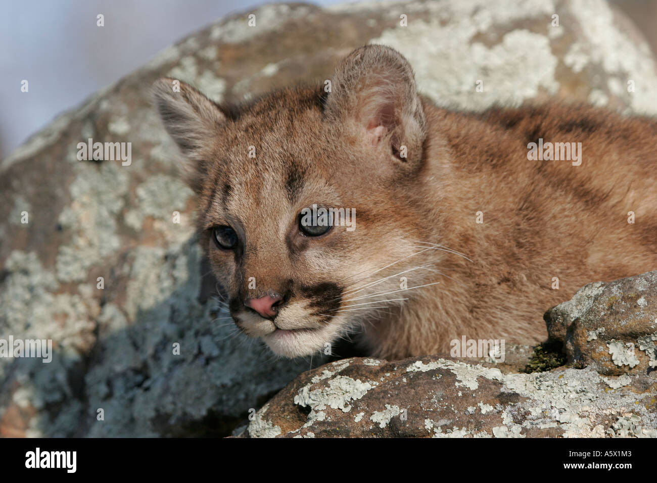 Baby Cougar laying down on a rock in Northern Minnesota Stock Photo Alamy