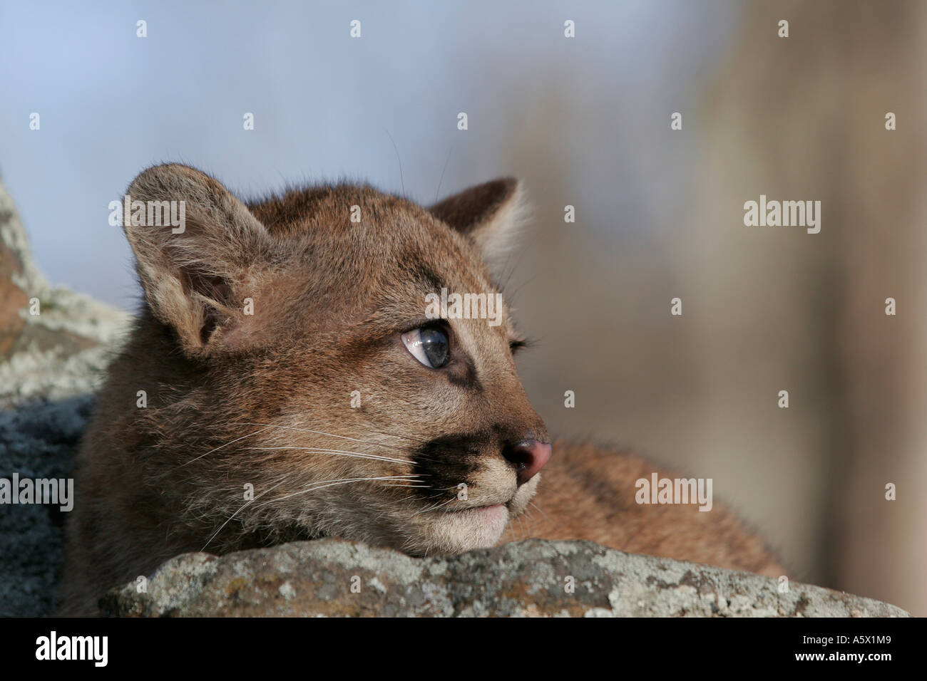 Baby Cougar laying on rock looking right in Northern Minnesota Stock