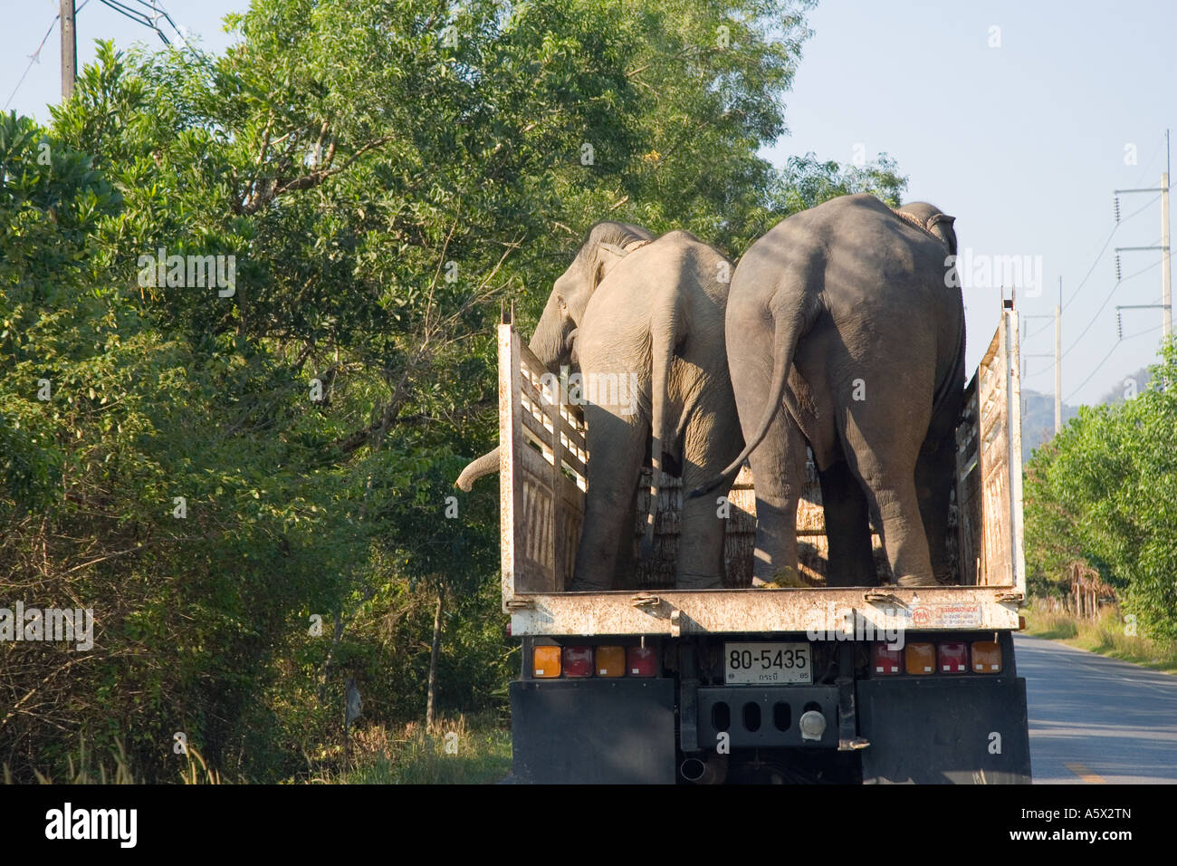 Elephants on lorry in asia hires stock photography and images Alamy