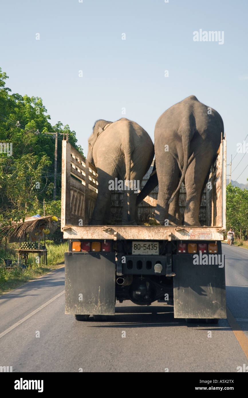 Endangered Asian Elephants being transported by lorry and overtaking