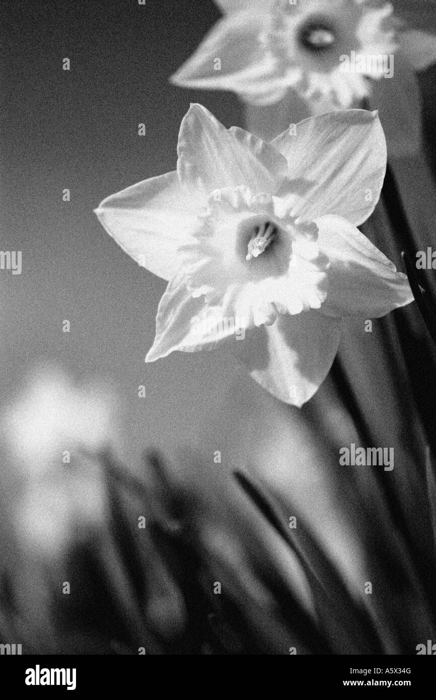 Close up of 2 daffodils in spring sunshine - in black and white Stock Photo