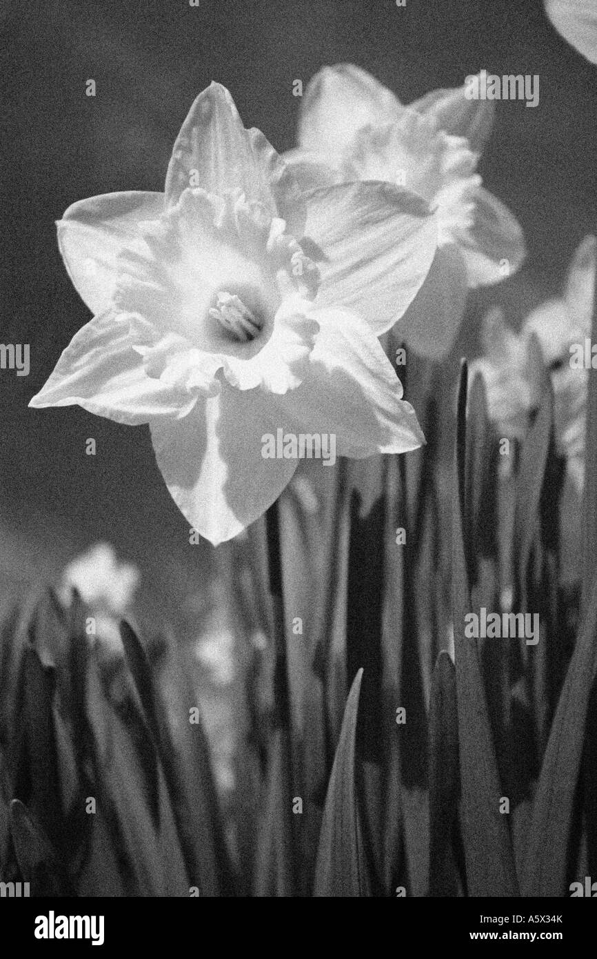 Daffodils in bright spring sunshine - in black and white Stock Photo