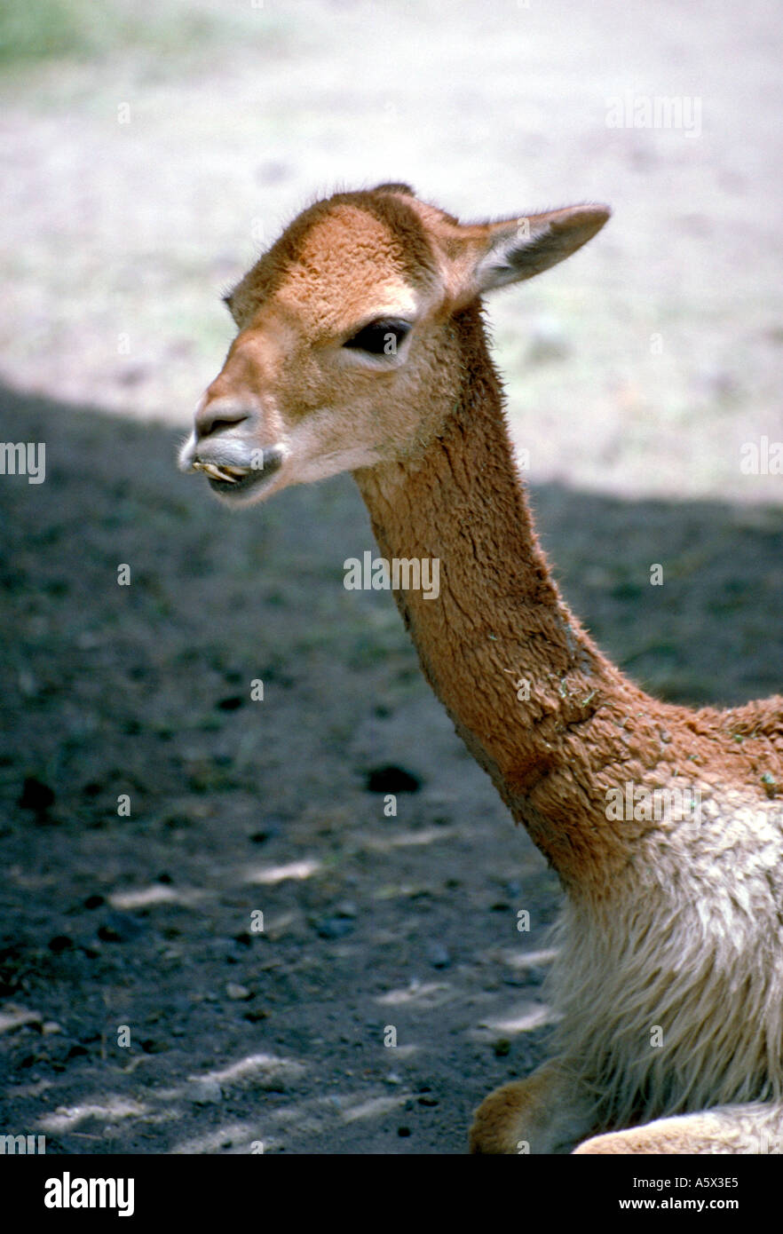 Camel llama vicuna hi-res stock photography and images - Alamy