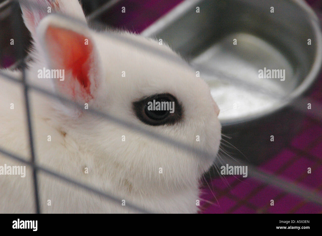 Hotot hi-res stock photography and images - Alamy