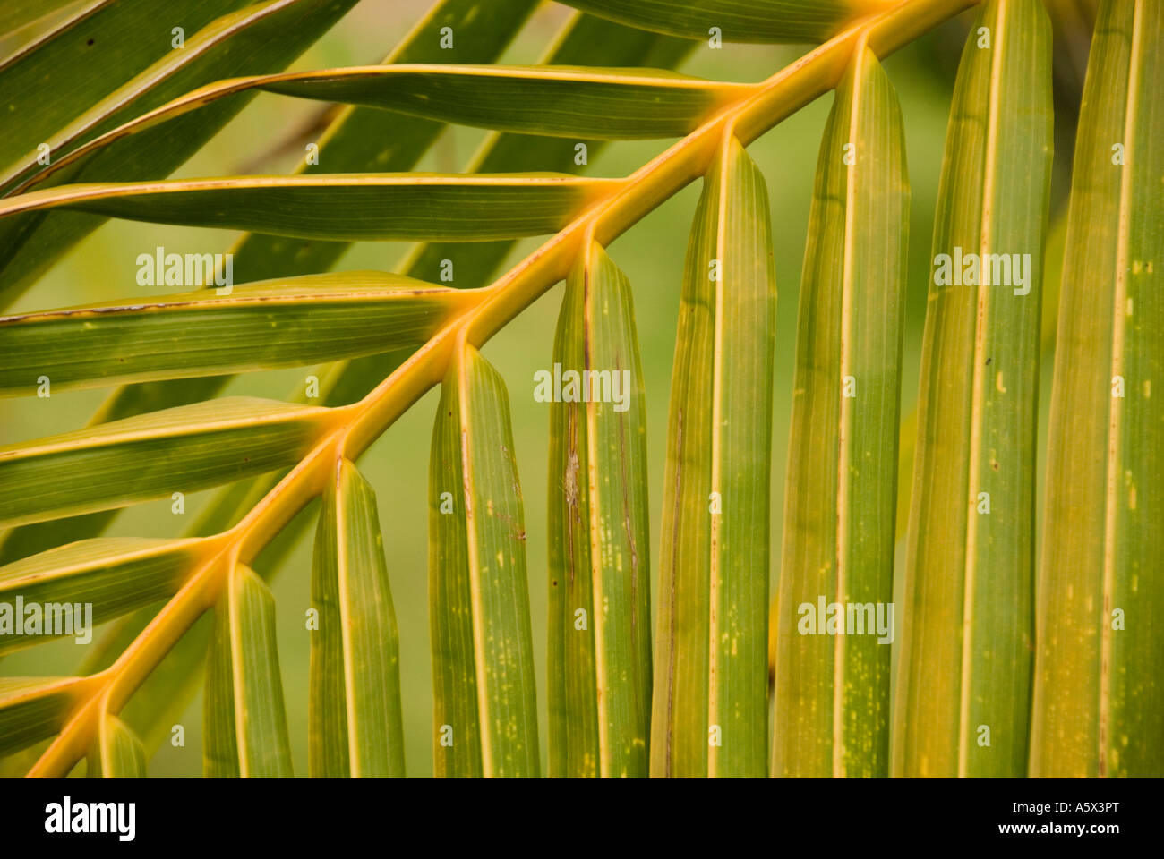 Palm ribs hi-res stock photography and images - Alamy