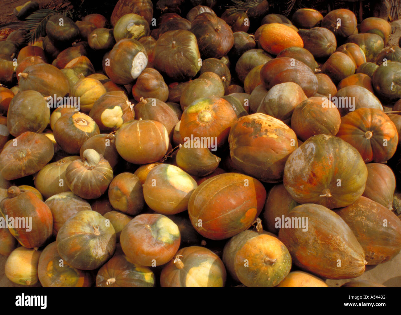 Pumpkins Grown in the Peruvian Desert Stock Photo