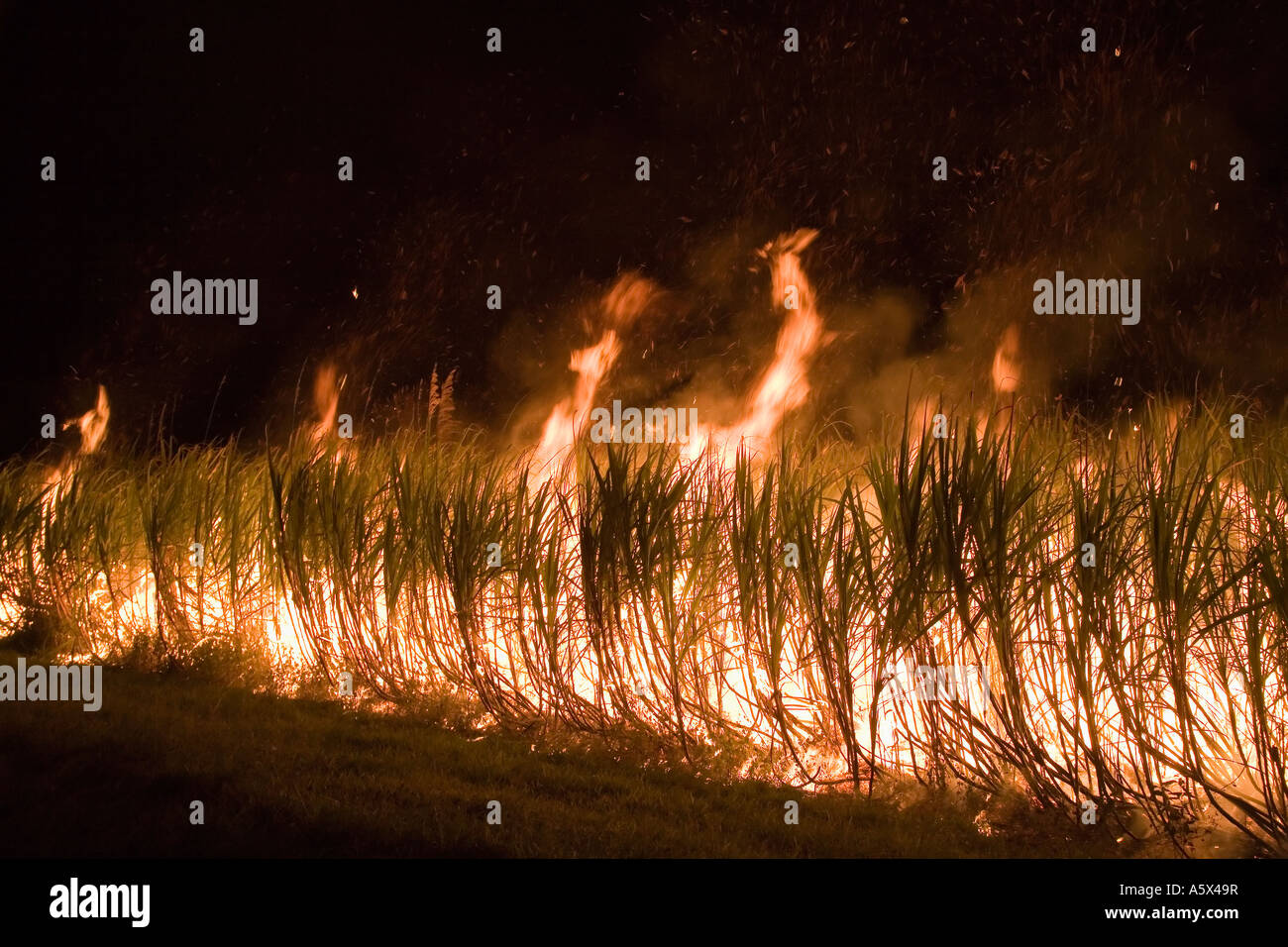 Sugar cane fire Cairns, Queensland AUSTRALIA Stock Photo Alamy