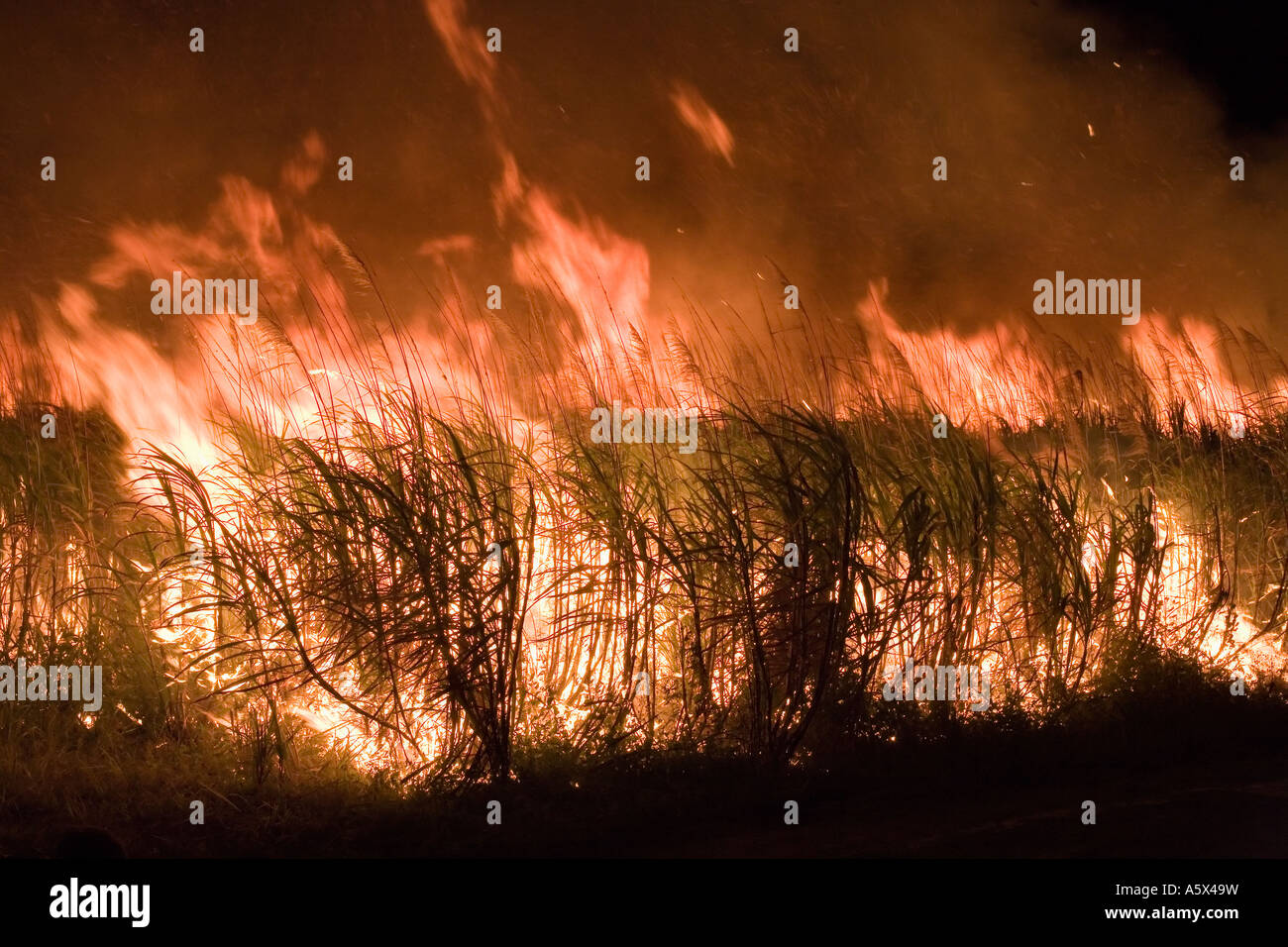 Sugar cane fire Cairns, Queensland, AUSTRALIA Stock Photo Alamy