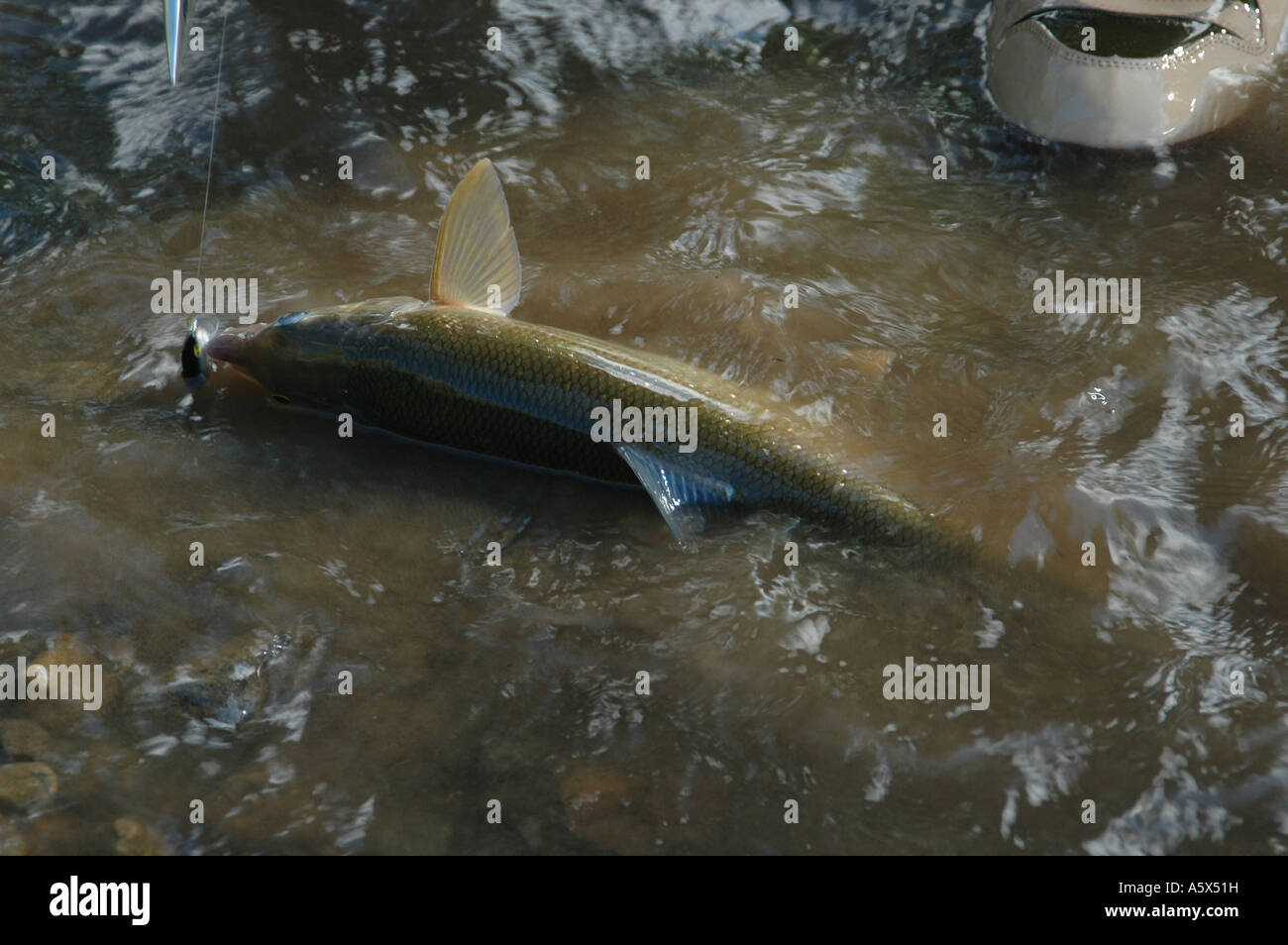 jf6473 washington kittitas cle elum yakima river fisherman