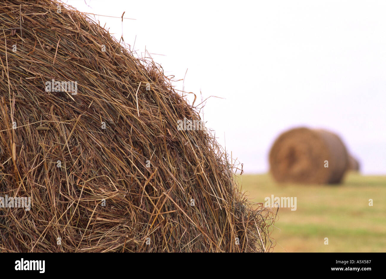 Round Hay Bale In A North Dorset Field England UK Stock Photo - Alamy
