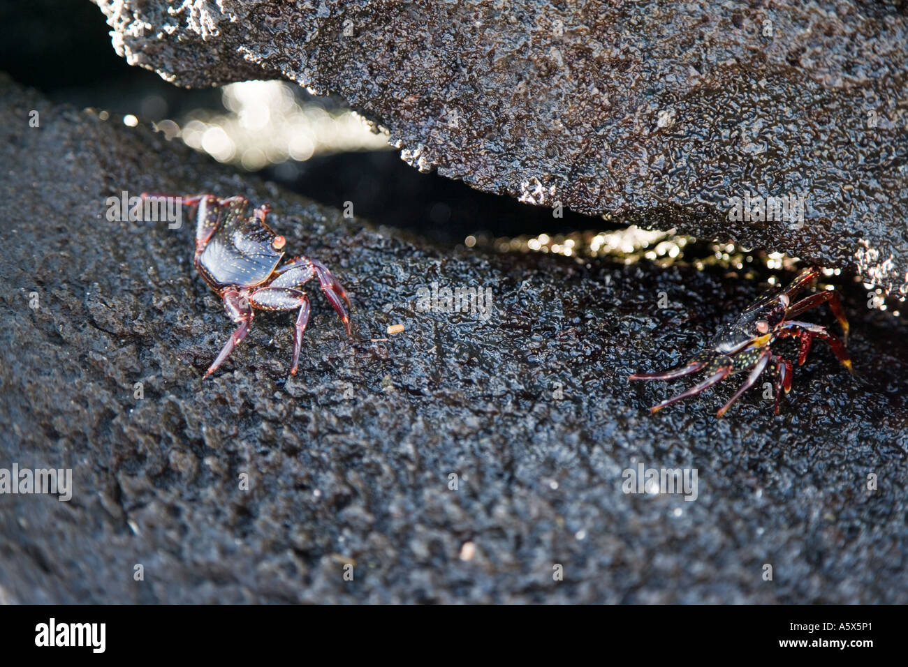 Two young Sally Lightfoot crabs sheltering in the shade of black lava rock Stock Photo