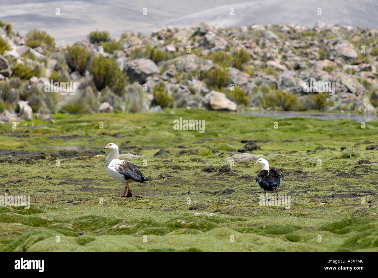 Pair of Upland goose, Parinacota area,  Lauca National Park, Chile, South America Stock Photo