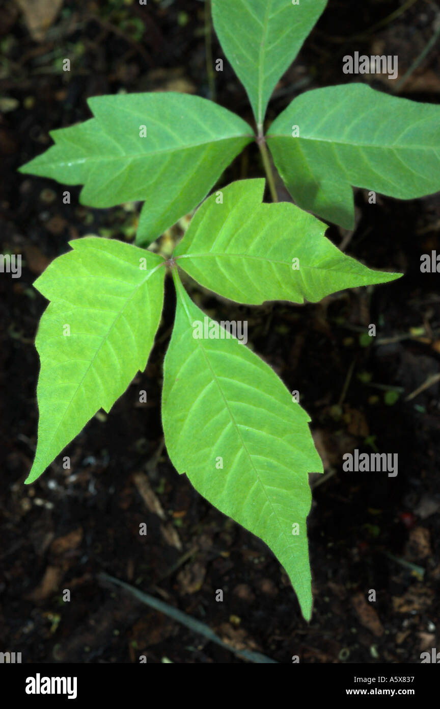 Poison ivy Rhus radicans Cashew family Anacardiaceae Stock Photo Alamy