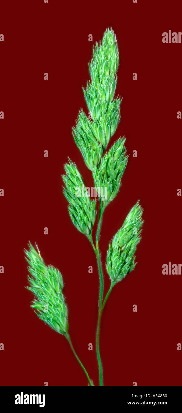 Orchard grass Dactylis glomerata Common grass throughout US introduced from Europe Stock Photo