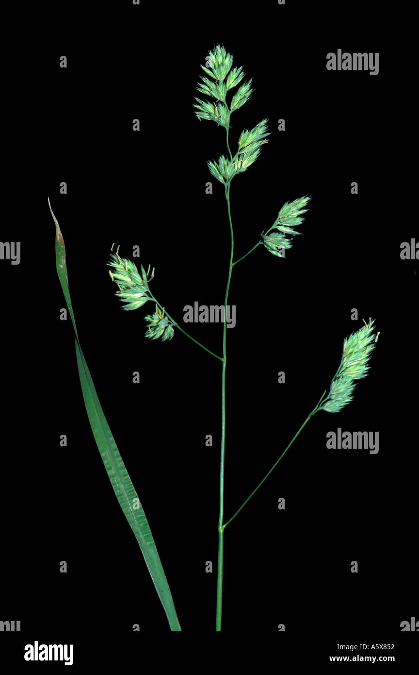 Orchard grass Dactylis glomerata Common grass throughout US introduced from Europe Stock Photo