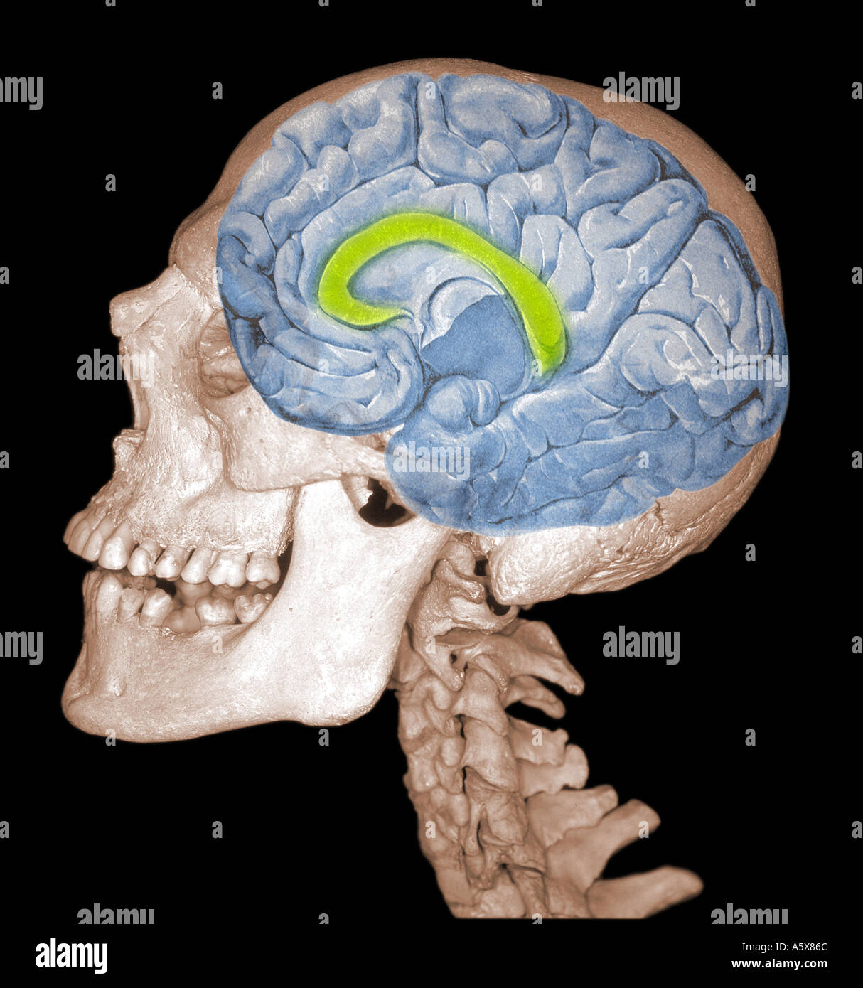 human brain 3d model project carpus callousi human brain 3d model project carpus callousi