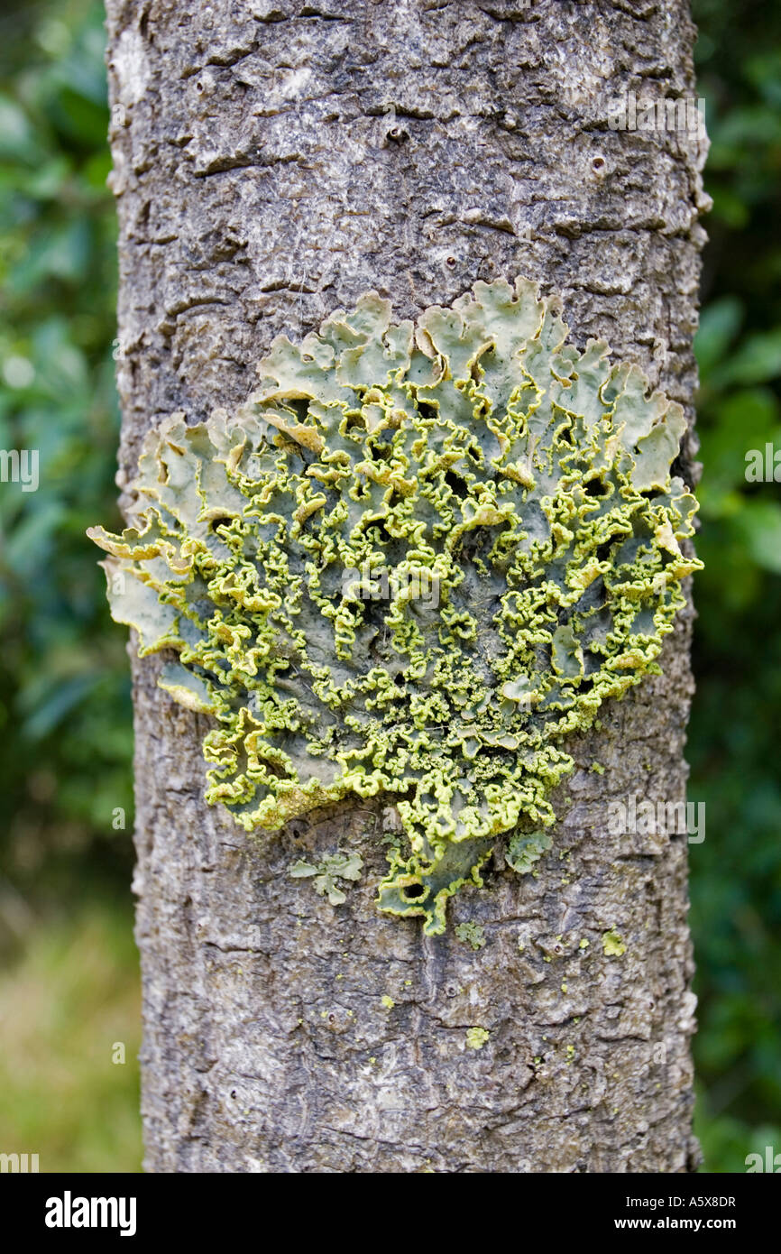 Foliaceous lichen on tree trunk Tiritiri Matangi island New Zealand Stock Photo