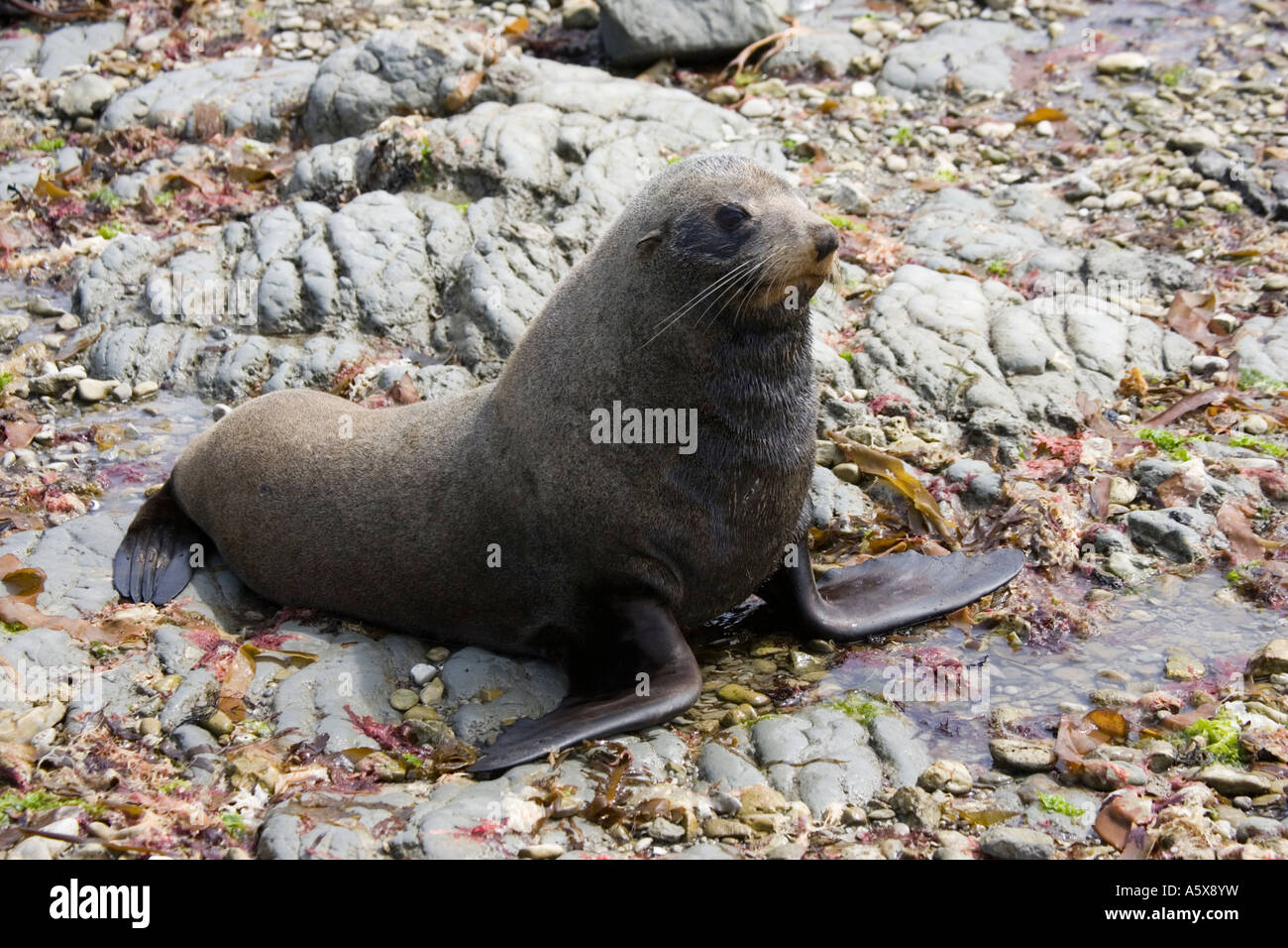 Southern fur seal or kokono Arctocephalus fosteri resting on rocks at low tide South Island New Zealand Stock Photo