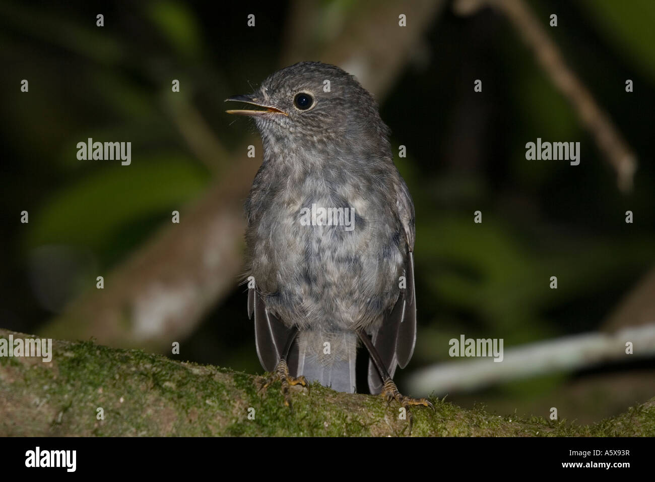 North Island robin or toutouwai Petroica australis longipe Karori Wildlife Sanctuary New Zealand Stock Photo