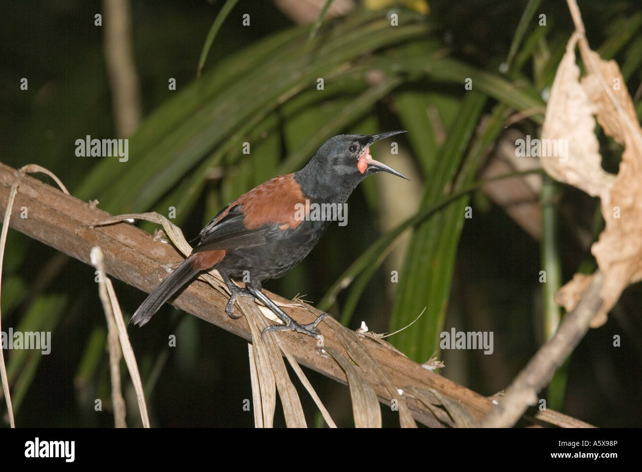 North Island saddleback calling Maori name Tieke Philesturnus carunculatus rufusater Kapiti island near Wellington New Zealand Stock Photo