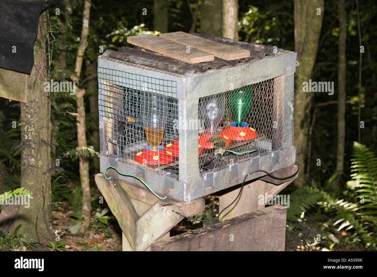 Feeding station for rare Stitch bird or Hihi Notiomystis cincta Kapiti island near Wellington New Zealand Stock Photo