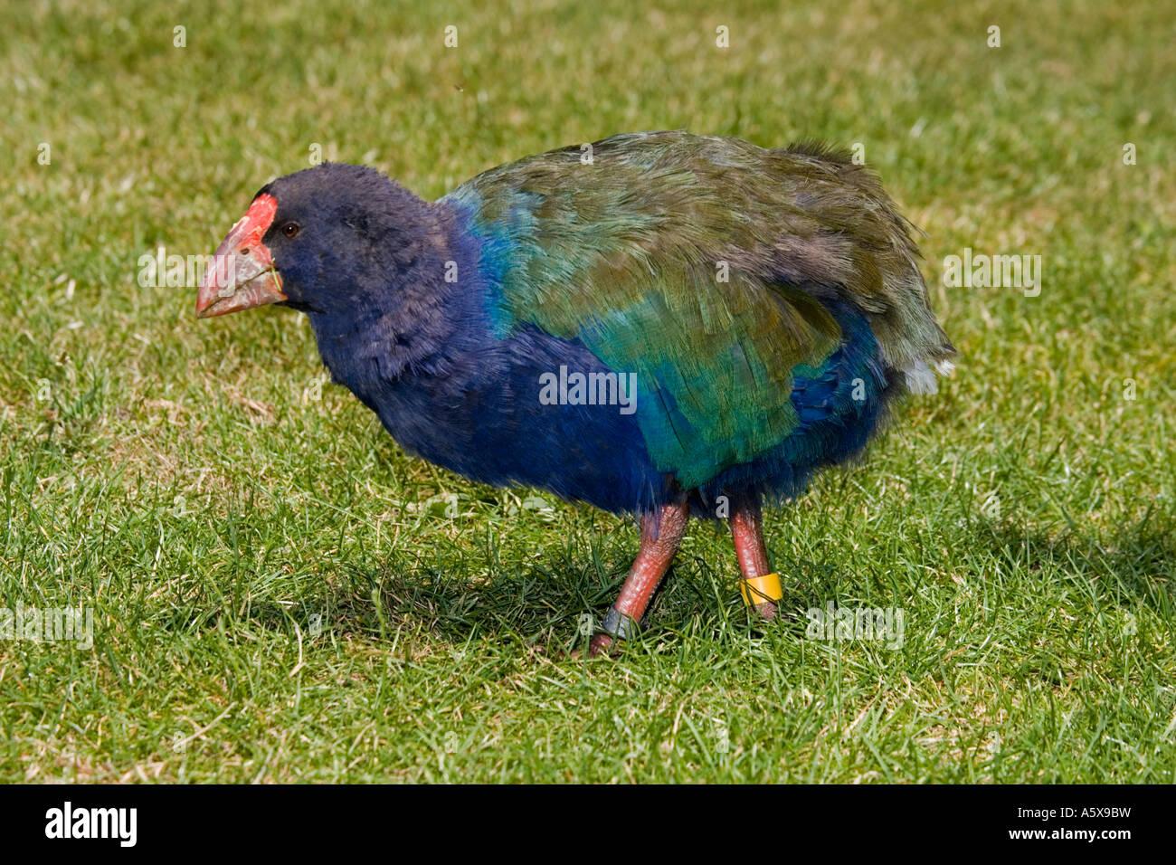 Highly endangered flightless takahe feeding Tiritiri Matangi island near Auckland New Zealand Stock Photo